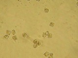 Entoloma rhombisporum image