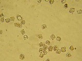 Entoloma rhombisporum image