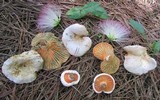 Lactarius salmoneus image