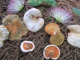 Lactarius salmoneus image