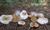 Lactarius salmoneus image