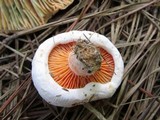 Lactarius salmoneus image