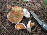 Lactarius salmoneus image