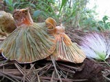 Lactarius salmoneus image