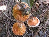 Lactarius salmoneus image