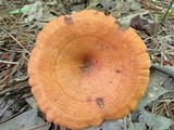 Lactarius peckii image