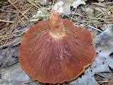 Lactarius peckii image