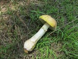 Amanita persicina image