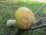 Amanita persicina image