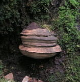 Polyporus annulatus image