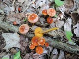 Hygrocybe psittacina var. perplexa image