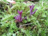 Clavaria zollingeri image
