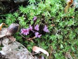 Clavaria zollingeri image