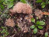 Lentaria byssiseda image