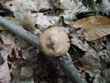 Entoloma conicum image