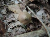 Entoloma conicum image