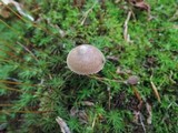 Entoloma conicum image