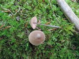 Entoloma conicum image