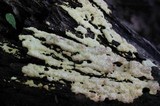 Fuligo septica image