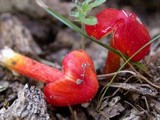 Hygrocybe cuspidata image