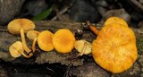 Gymnopilus lepidotus image