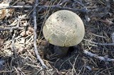 Caloboletus rubripes image