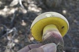 Caloboletus rubripes image