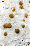 Image of Protoblastenia calva