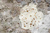 Protoblastenia calva image