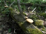 Neolentinus schaefferi image