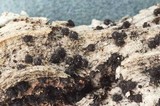 Lasiosphaeria hirsuta image
