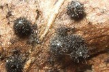 Lasiosphaeria hirsuta image