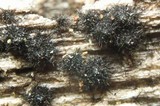 Lasiosphaeria hirsuta image