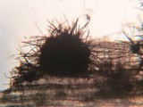 Lasiosphaeria hirsuta image