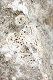 Protoblastenia calva image