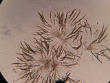 Lasiosphaeria hirsuta image