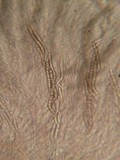Lasiosphaeria hirsuta image