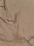 Lasiosphaeria hirsuta image