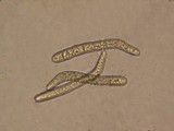 Lasiosphaeria hirsuta image