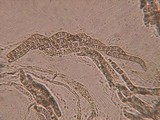 Lasiosphaeria hirsuta image