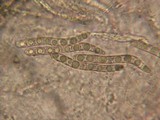 Lasiosphaeria hirsuta image
