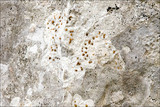 Protoblastenia calva image