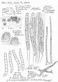Lasiosphaeria hirsuta image