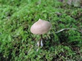 Entoloma conicum image