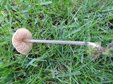 Entoloma conicum image
