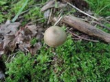 Entoloma conicum image