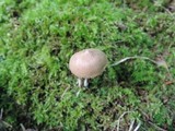 Entoloma conicum image