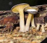 Chrysomphalina strombodes image