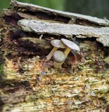 Chrysomphalina strombodes image