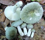 Russula parvovirescens image